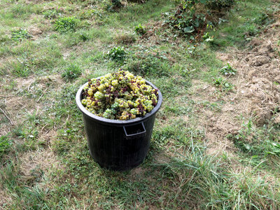 Vendanges 2016, IMG_5038