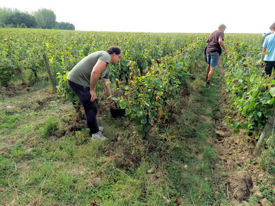 Vendanges 2016, IMG_5042