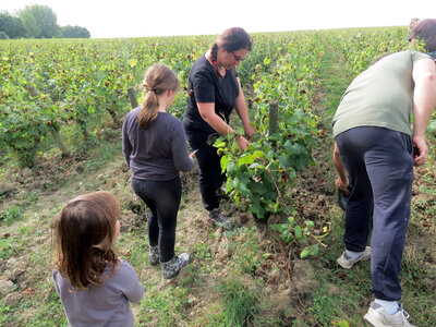 Vendanges 2016, IMG_5043