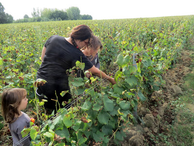 Vendanges 2016, IMG_5044