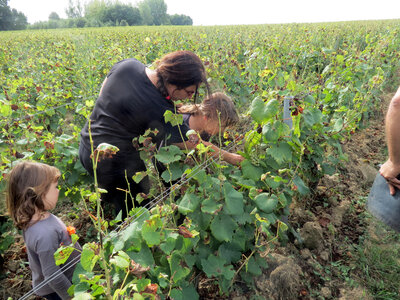 Vendanges 2016, IMG_5045