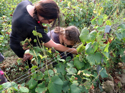 Vendanges 2016, IMG_5046
