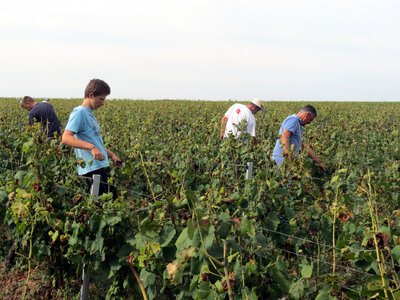Vendanges 2016, IMG_5047