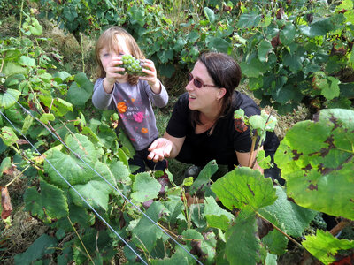 Vendanges 2016, IMG_5050