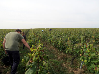 Vendanges 2016, IMG_5051