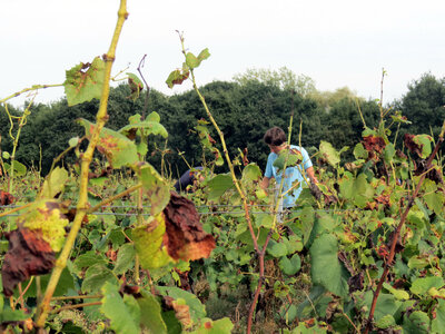 Vendanges 2016, IMG_5052