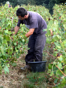 Vendanges 2016, IMG_5057