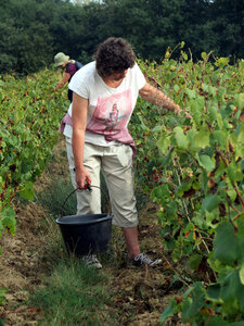 Vendanges 2016, IMG_5058