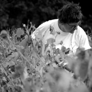 Vendanges 2016, IMG_5061NB