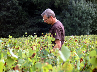 Vendanges 2016, IMG_5063