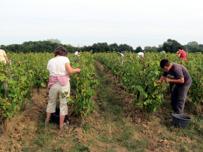 Vendanges 2016, IMG_5064