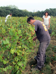 Vendanges 2016, IMG_5065