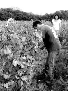 Vendanges 2016, IMG_5065NB