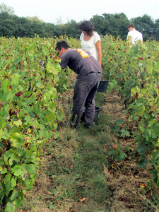 Vendanges 2016, IMG_5066
