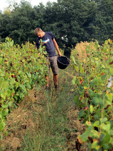 Vendanges 2016, IMG_5068