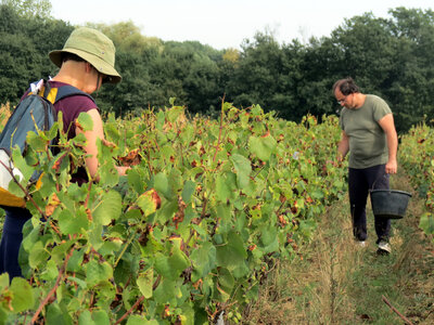 Vendanges 2016, IMG_5069