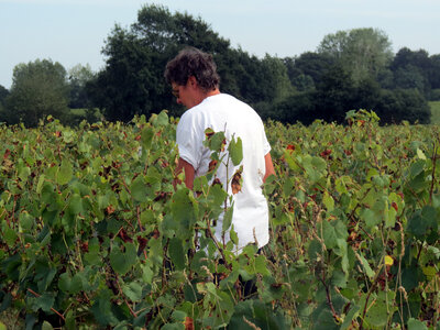 Vendanges 2016, IMG_5070