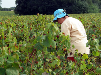 Vendanges 2016, IMG_5071