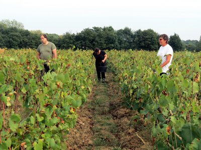 Vendanges 2016, IMG_5072