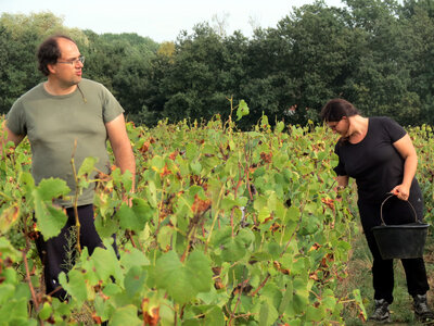 Vendanges 2016, IMG_5073