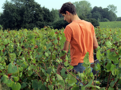 Vendanges 2016, IMG_5075