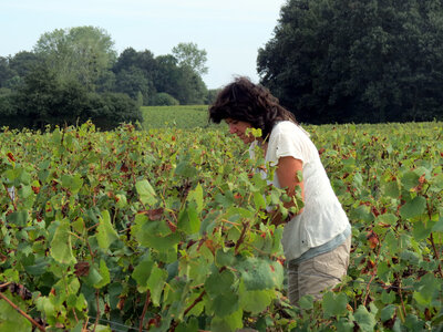 Vendanges 2016, IMG_5076