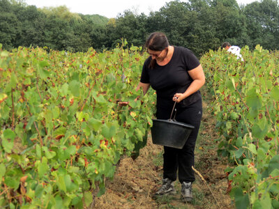 Vendanges 2016, IMG_5077