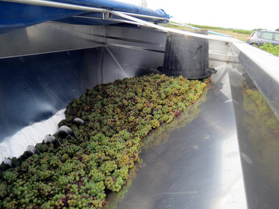 Vendanges 2016, IMG_5079