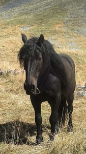 Randonnée du 25/09/2016 au pic de Charance, P9250156