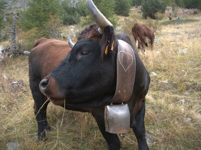Randonnée du 9/10/2016 au lac des Pisses, PA090015  Copier 