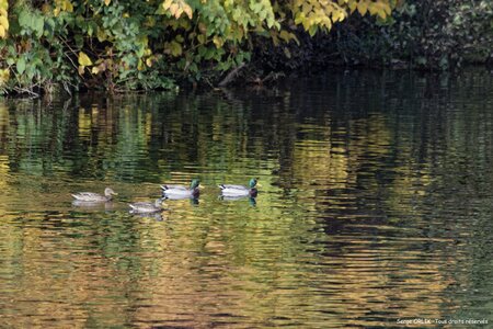 Couleurs d'automne - Epinal - 22/10/2016, DSC_7332