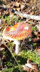 Banon, 20161030_114834