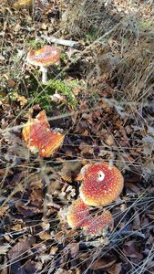Banon, 20161030_114824
