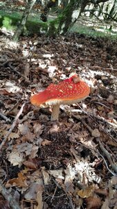 Banon, 20161030_114400
