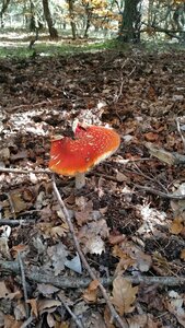 Banon, 20161030_114346