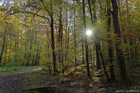 Couleurs d'automne - Epinal - 22/10/2016, DSC_7484