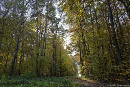 Couleurs d'automne - Epinal - 22/10/2016, DSC_7489