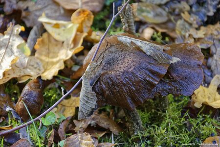 Couleurs d'automne - Epinal - 22/10/2016, DSC_7539