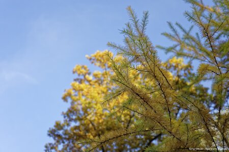 Couleurs d'automne - Epinal - 22/10/2016, DSC_7547