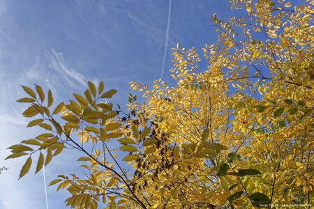 Couleurs d'automne - Epinal - 22/10/2016, DSC_7554