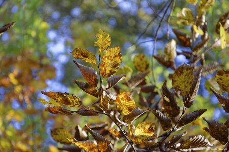 Couleurs d'automne - Epinal - 22/10/2016, DSC_7557