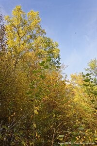 Couleurs d'automne - Epinal - 22/10/2016, DSC_7577