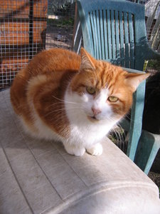 Paddy, Male roux et blanc. timide