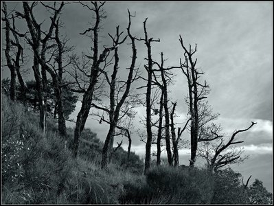 Randonnée du 27/11/2016 à la montagne de l'Aup, PB270049  Copier 