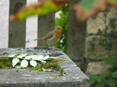 Les bestioles du verger, rouge gorge