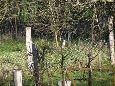 Les bestioles du verger, Belette