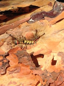 Les bestioles du verger, IMG_0546