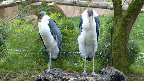 Quelques photos en vrac, October 28 2014  a day at the zoo 10