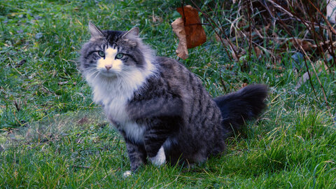 Photos dans le jardin, Visite amicale d’’un voisin_2