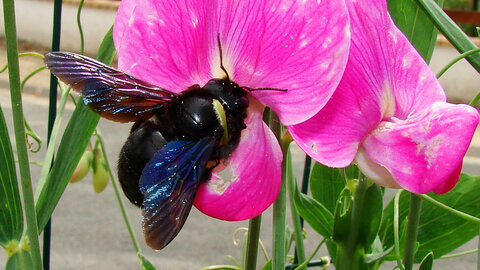 Photos dans le jardin, Totalement inoffensive, aucune agressivité. Devient très rare, à protéger absolument.